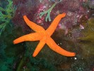 Etoile de mer rouge