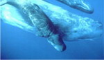 IDBio 2